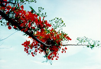 Phu+o+.ng (H)